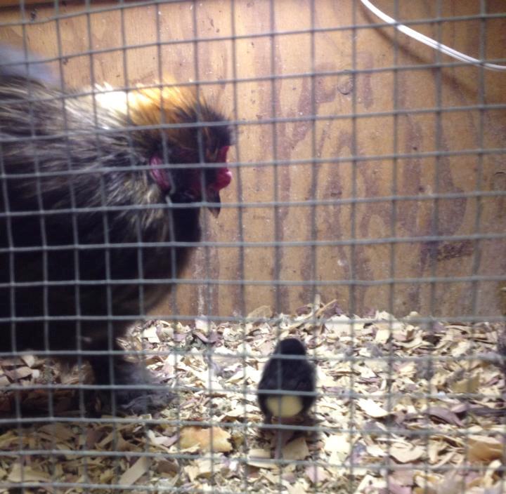 Gilligan the rooster showing baby how it's done.