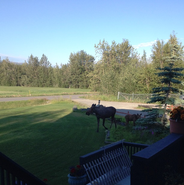 Moose are weeding for me.