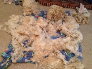 Woolley Nelson's 2014 fleece